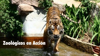 Zoológicos en Acción
