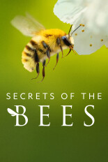 Secrets of the Bees