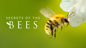 Secrets of the Bees