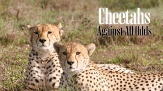 Cheetah: Against All Odds