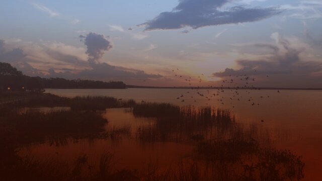 Battleground Everglades