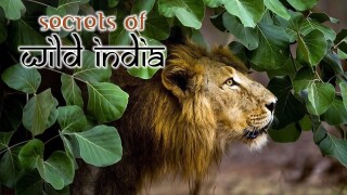 Secrets of Wild India