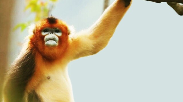 China's Hidden Monkeys
