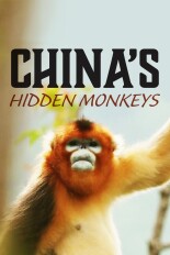 China's Hidden Monkeys