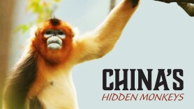 China's Hidden Monkeys