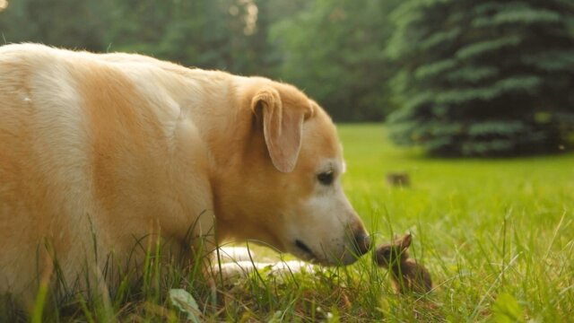 The Pet Collective Presents: Unlikely Friends