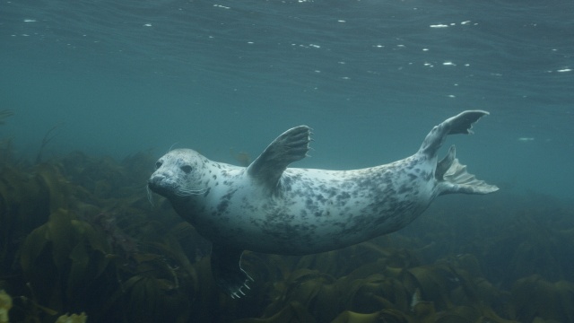 Grey Seals: A Journey of Survival