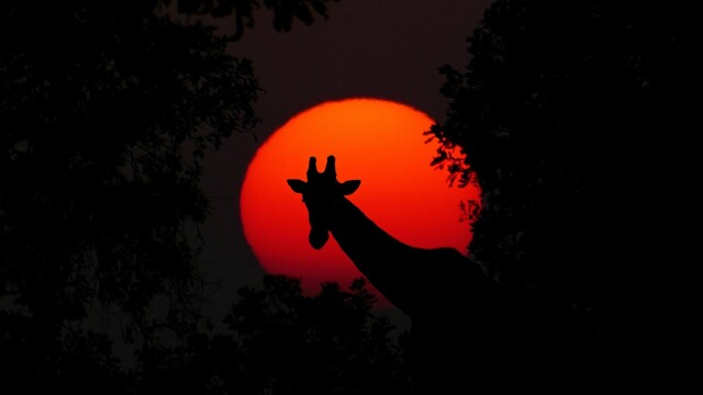 Wildest Africa