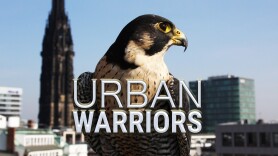 Urban Warriors