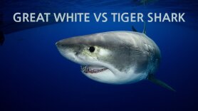 Great White vs Tiger Shark