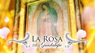 La rosa de Guadalupe