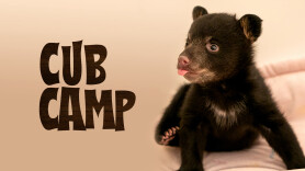 Cub Camp