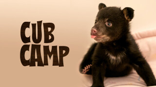 Cub Camp