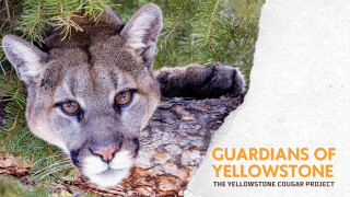 Guardians of Yellowstone: The Yellowstone Cougar Project