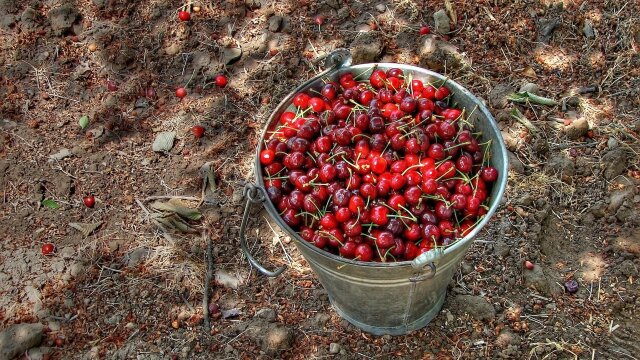 Cherry Pit Spitting Championship