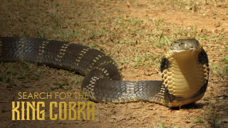 Search for the King Cobra