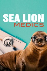 Sea Lion Medics