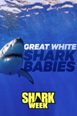 Great White Shark Babies