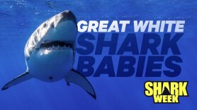 Great White Shark Babies