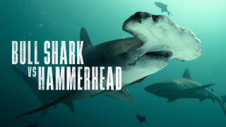 Bull Shark vs. Hammerhead