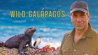 Wild Galapagos