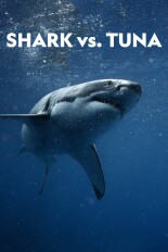Shark vs. Tuna