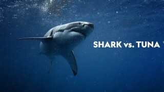Shark vs. Tuna