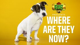 Puppy Bowl XIV Presents: Where Are They Now?