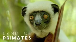 Land of Primates