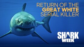 Return of the Great White Serial Killer