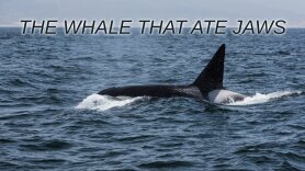 The Whale That Ate Jaws