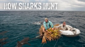 How Sharks Hunt