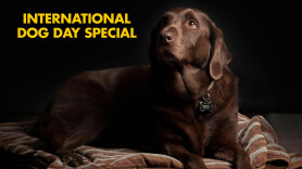 International Dog Day Special