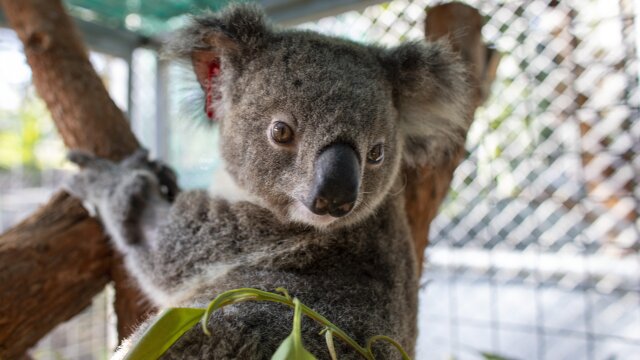 Bear - Koala Hero