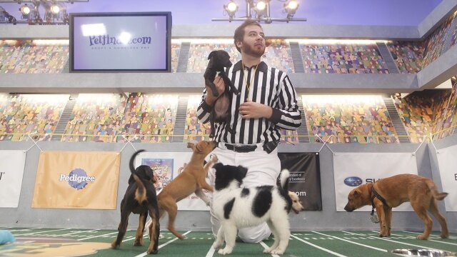 Puppy Bowl VII