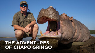 Adventures of Chapo Gringo