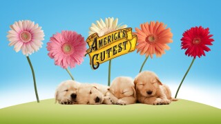 America's Cutest Pets