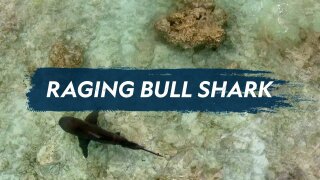 Raging Bull Shark