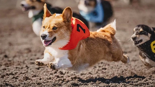 2024 Corgi Races at Emerald Downs