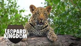 Leopard Kingdom