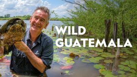 Wild Guatemala