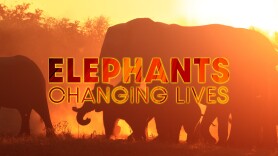 Elephants: Changing Lives