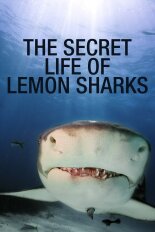 The Secret Life of Lemon Sharks