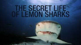 The Secret Life of Lemon Sharks