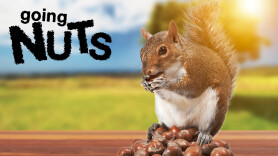 Going Nuts: Tales From the Squirrel World