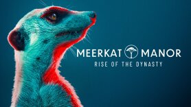 Meerkat Manor: Rise of the Dynasty