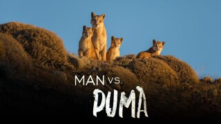 Man vs. Puma