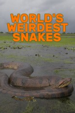World's Weirdest Snakes
