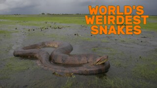 World's Weirdest Snakes