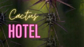 Cactus hotel